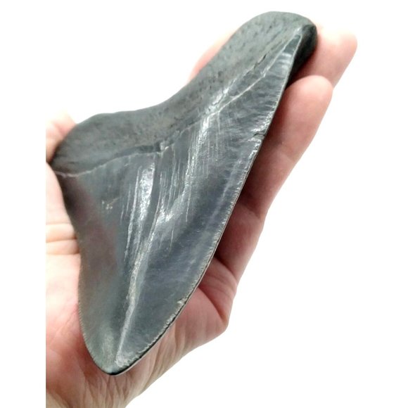 Prehistoric Otodus Megalodon Fossilized Shark Tooth Massive Top Quality Specimen - Picture 5 of 7